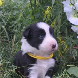 Border Collie Puppies from Stag Valley Homestead