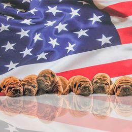 Chinese Shar-Pei Puppies from Dee Dee Wells's Chinese Shar-Pei