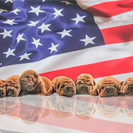 Chinese Shar-Pei Puppies from Dee Dee Wells's Chinese Shar-Pei