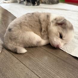 4th born and female puppy - Merle female Pomsky puppy in West Sacramento, California from Pinkie's Pomskies
