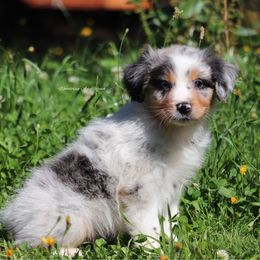 BMM6 - Blue merle male Australian Shepherd puppy in Chehalis, Washington from Wandering Acres Ranch