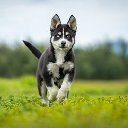 Pomsky Puppies from Pioneer Peak Pomskies