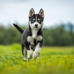 Pomsky Puppies from Pioneer Peak Pomskies