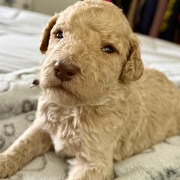 Mr Brown Collar - Apricot male Poodle puppy in Screven, Georgia from Dreamland Standard Poodles