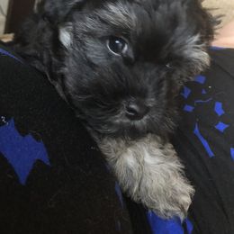 Brock - Maltipoo puppy from Debra Stacey's Maltipoo Puppies