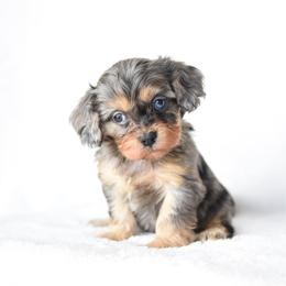 Girl 3 - Merle female Cavapoo puppy in Lawton, Oklahoma from Lindsey’s Cavies
