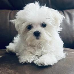Maltese Puppies from Rockin Rivers AKC Maltese & Malshi's