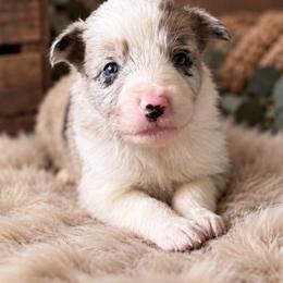 Buzz - Blue merle male Border Collie puppy in Sanger, California from Flying M Cactus Ranch Buddies
