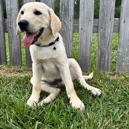 Bear - Yellow male Labrador Retriever puppy in Marietta, South Carolina from Trust in the Lord Labradors