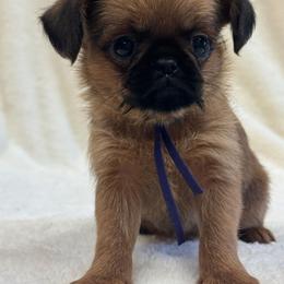 Cora - Red female Brussels Griffon puppy in Columbus, Ohio from Last Knight and Greyhawk Kennels