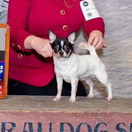 Turbo - Black and white male Chihuahua puppy in Allentown, Pennsylvania from Tsunami Cockers & Chihuahuas