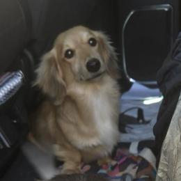 Butter - Dachshund