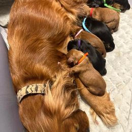 Cavalier King Charles Spaniel and Cocker Spaniel Puppies from Sunshine Cocker Spaniels & Cavaliers