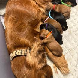 Cavalier King Charles Spaniel and Cocker Spaniel Puppies from Sunshine Cocker Spaniels & Cavaliers