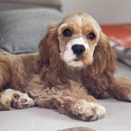 Lady - Cocker Spaniel