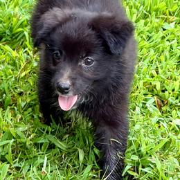Miracle - Black & white female Miniature Australian Shepherd puppy in Patterson, North Carolina from DreamLine Aussies