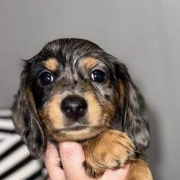Dachshund and Miniature Australian Shepherd Puppies from Ironwood Doxies & Aussies