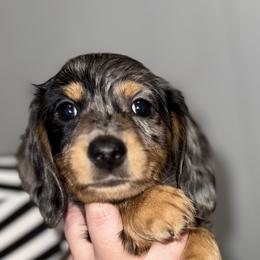 Dachshund and Miniature Australian Shepherd Puppies from Ironwood Doxies & Aussies