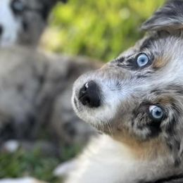Aussiedoodles, Miniature American Shepherds, and Miniature Australian Shepherds from Biggie Ranch