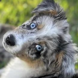 Aussiedoodles, Miniature American Shepherds, and Miniature Australian Shepherds from Biggie Ranch