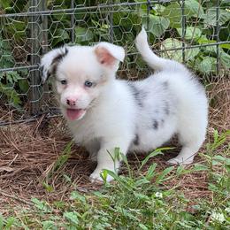 Mismark Merle- Full Tail - Blue merle and white male American Corgi puppy in Nashville, Arkansas from Whisenhunt Farms