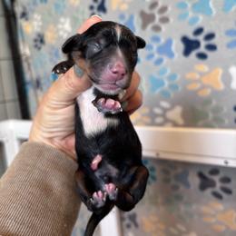 Male 4 - Tri-color male Bernedoodle puppy in Rising Sun, Indiana from Ruby Lane Doodles