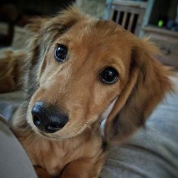 Dachshunds from Dachshund Hall