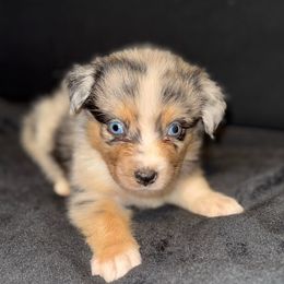 Boy 2 - Blue merle Australian Shepherd puppy in Paint Rock, Alabama from Kotah’s Kennels