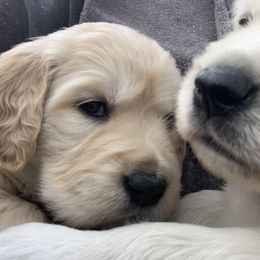 Golden Retriever Puppies from Daniel Ranch Golden Retrievers