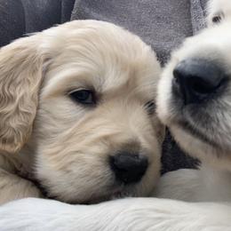 Golden Retriever Puppies from Daniel Ranch Golden Retrievers