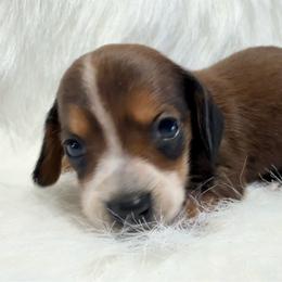 Boy 1 - Sable male Dachshund puppy in Montrose, Michigan from Livy’s Doodles
