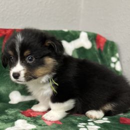 Bugle - Black and tan male American Corgi puppy in Hico, Texas from Chisholm Trail Kennels