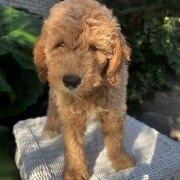 Goldendoodle Puppies from Mini Golden Doodles