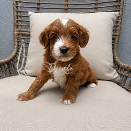 Ranger - Red  male Goldendoodle puppy in Gilbert, Arizona from Doodle Bliss