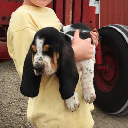 Basset Hound Puppies from Baskins Creek Basset Hounds