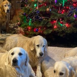 Golden Retrievers from Harmony Nights Goldens