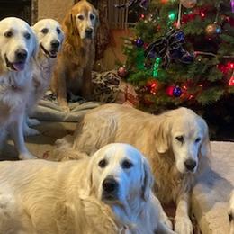 Golden Retrievers from Harmony Nights Goldens
