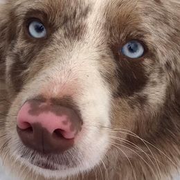 Border Collies from Amavi Kennels