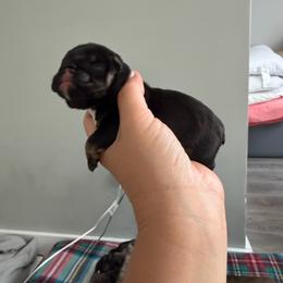 Boy 2 - Black tri-color male Bulldog puppy in Hobe Sound, Florida from Amanda’s Bullies