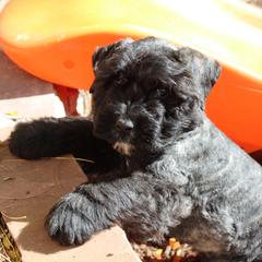 Bouvier des Flandres Puppies from Always Bouviers