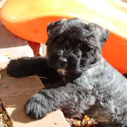 Bouvier des Flandres Puppies from Always Bouviers