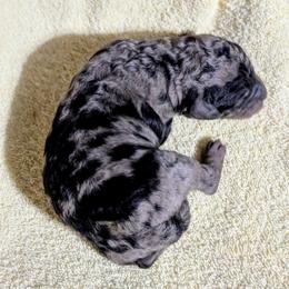 Boy 1 - Blue merle male Bernedoodle puppy in Sparta, Missouri from Sis' Doodles & Poodles