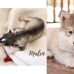 Siberian Husky Puppies from Hill Top Huskies