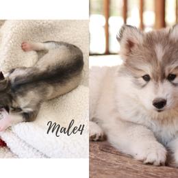 Siberian Husky Puppies from Hill Top Huskies
