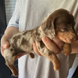 Spottie - Chocolate and cream female Dachshund puppy in Mocksville, North Carolina from The Dachs of Hazzard Dachshunds