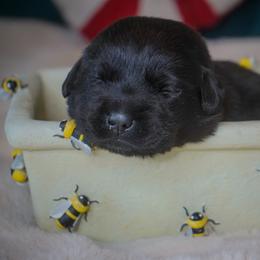 Nutmeg - Black male Labrador Retriever puppy in Ridgecrest, California from Black Mountain Service Dogs