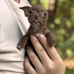 Chocodrop - Chocolate female Chihuahua puppy in East Camden, Arkansas from RoyAl