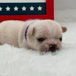 Cashmere - Cream female French Bulldog puppy in Largo, Florida from Big Daddy Frenchies