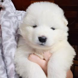 Pink - White female Samoyed puppy in San Antonio, Texas from Hill Country Samoyeds