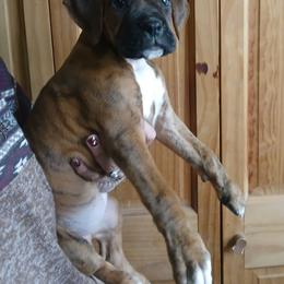 Benny - Fawn male Boxer puppy in Cannon Falls, Minnesota from Pattys Boxers and Bulldogs
